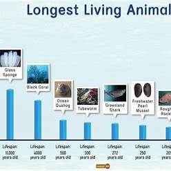 https://www.animalspot.net/wp-content/uploads/2023/04/Longest-Living-Animals.jpg