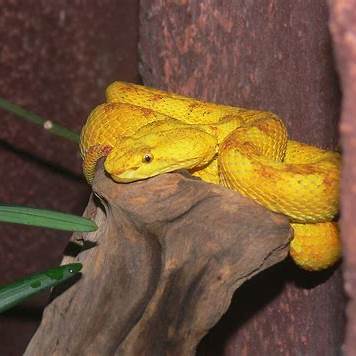 https://www.reptilefact.com/wp-content/uploads/2017/04/Golden-Lancehead-Viper.jpg
