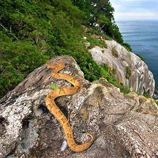 https://whenonearth.net/wp-content/uploads/Ilha-de-Queimada-Grande-Most-Dangerous-Island.jpg