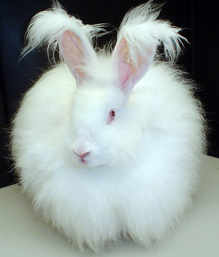 https://upload.wikimedia.org/wikipedia/commons/8/88/Fluffy_white_bunny_rabbit.jpg
