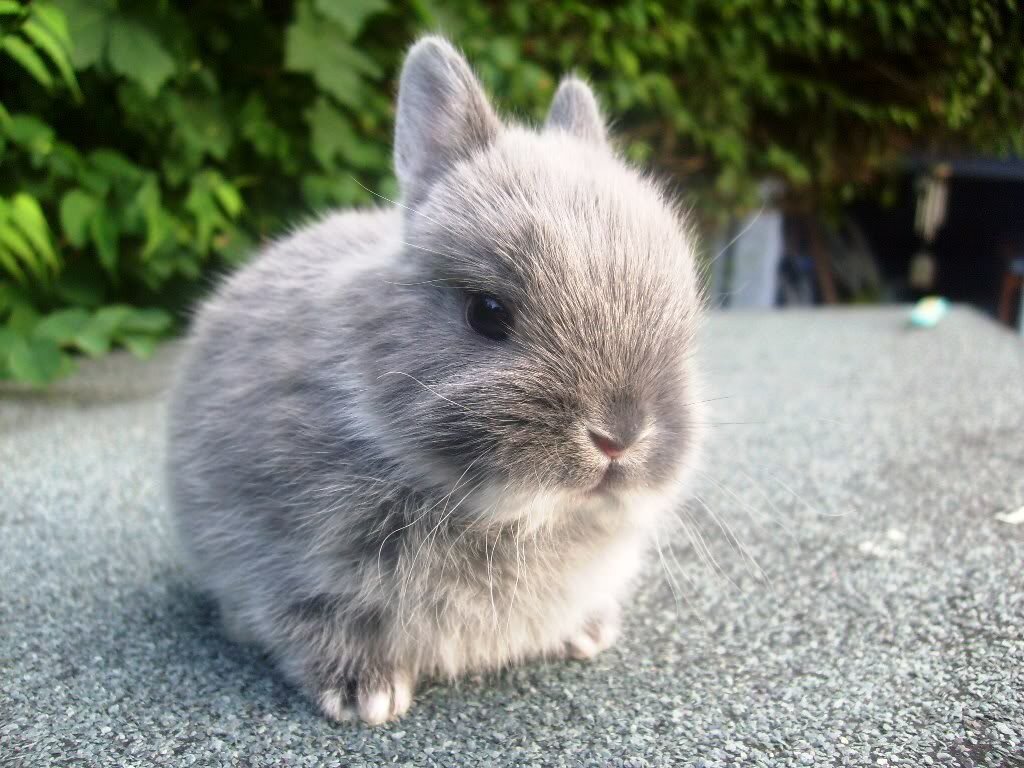 https://images.squarespace-cdn.com/content/v1/5f11acca056d9b31bdc66141/1598022513541-D1RE9SV8BLR7S1RXGW7Z/greybabybunn.jpg