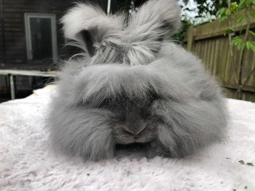 https://bosworthbunnies.weebly.com/uploads/1/1/8/1/118146189/img-0987_orig.jpeg