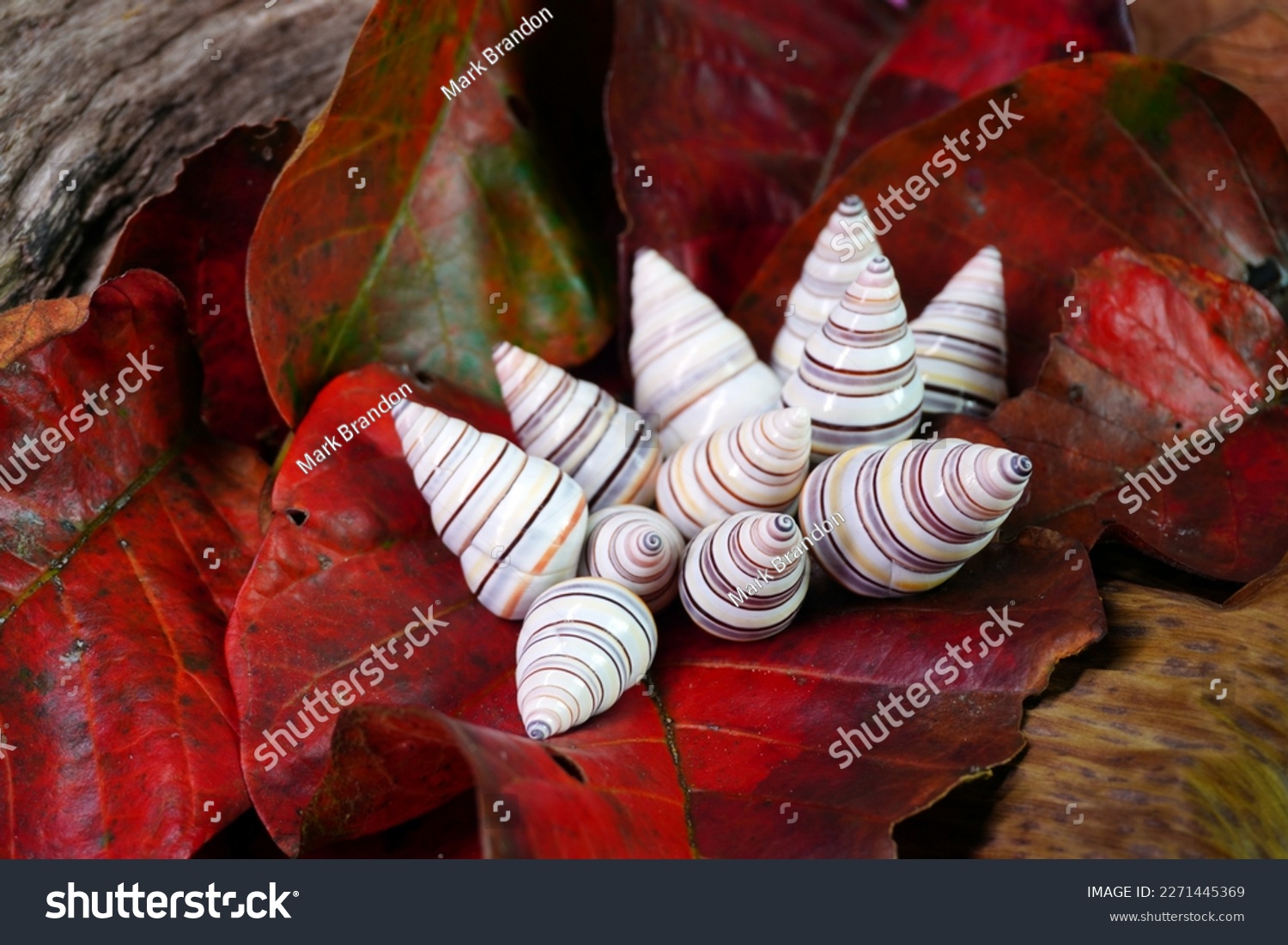 https://www.shutterstock.com/shutterstock/photos/2271445369/display_1500/stock-photo-candy-cane-snail-liguus-virgineus-is-a-species-of-tree-living-snail-native-to-the-caribbean-2271445369.jpg